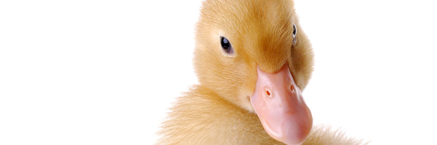 ducksgoquack75's profile banner image