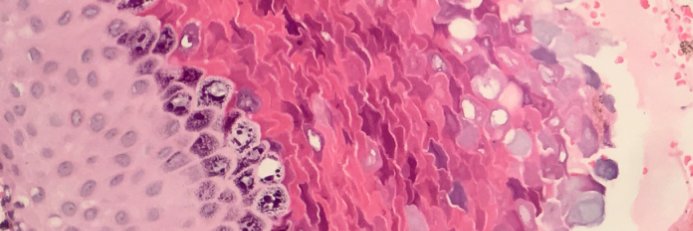 Toby Schmitt, MD's banner
