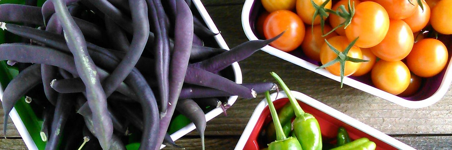 Sara | Go Gingham banner