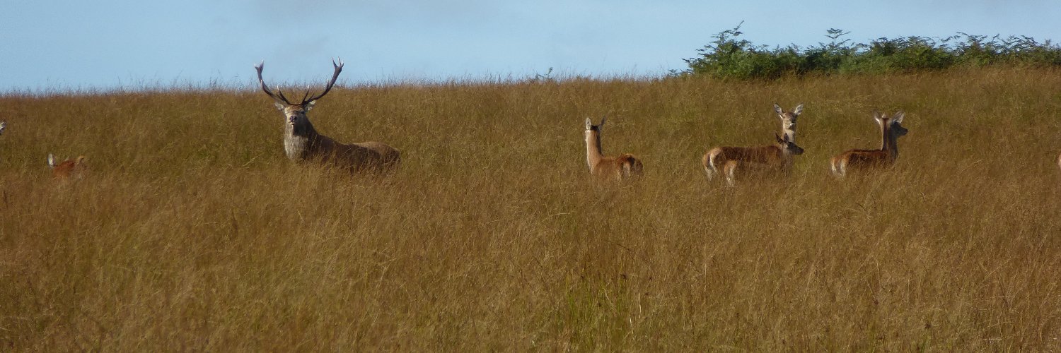 LordGreystoke 🦉🐒🦋🐝🦅🦇🐸🐞 banner