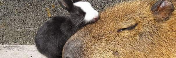MeowWow72's profile banner image