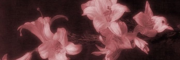 teatimewb's profile banner image