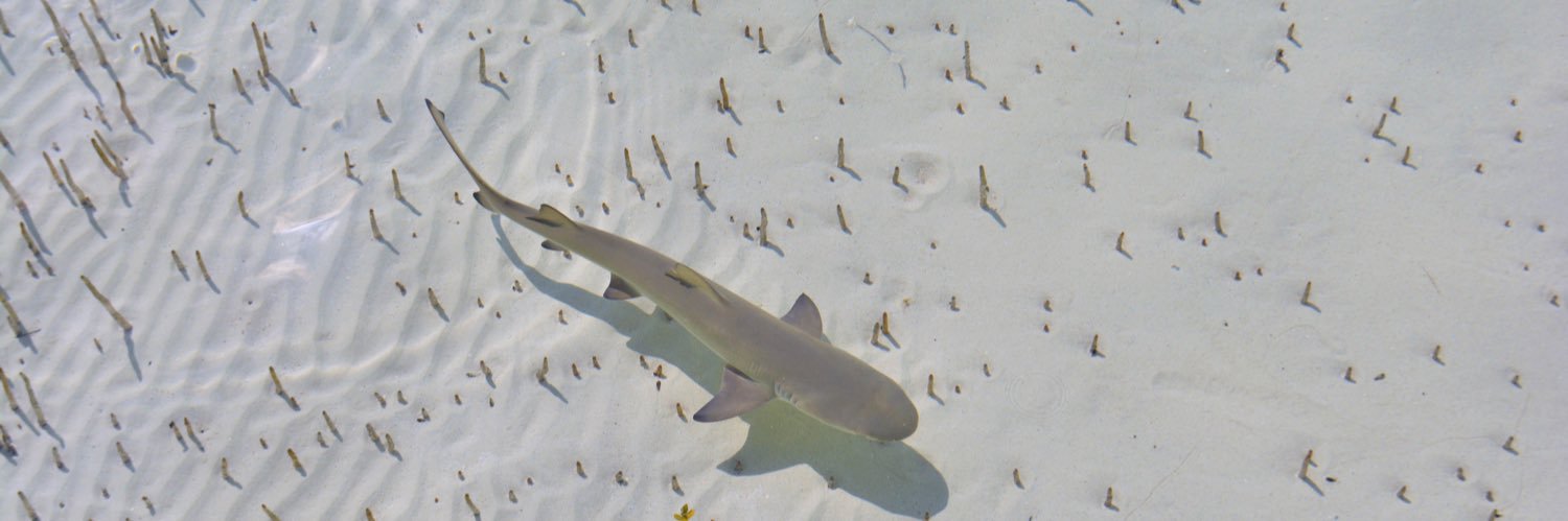 Annie Guttridge banner