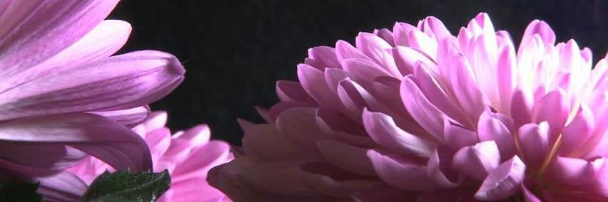 amuir81's profile banner image
