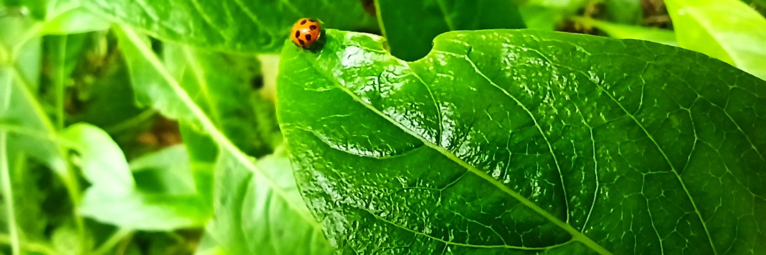 ASGalao's profile banner image