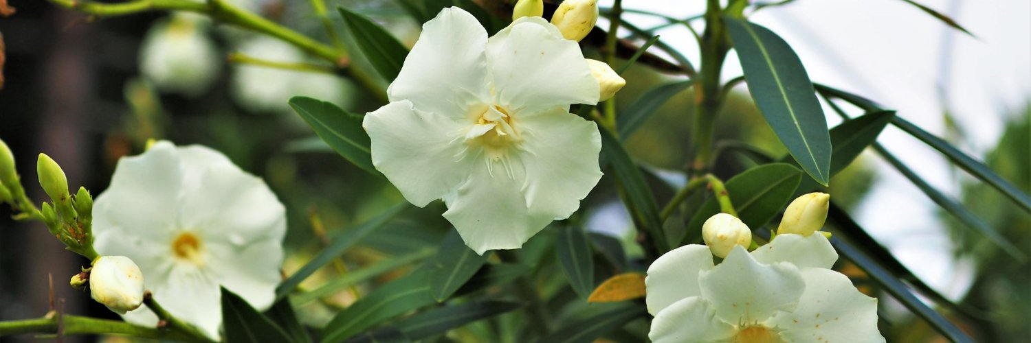 One Aroze (🍊,💊) (❖,❖) | ETHGas ⛽ banner