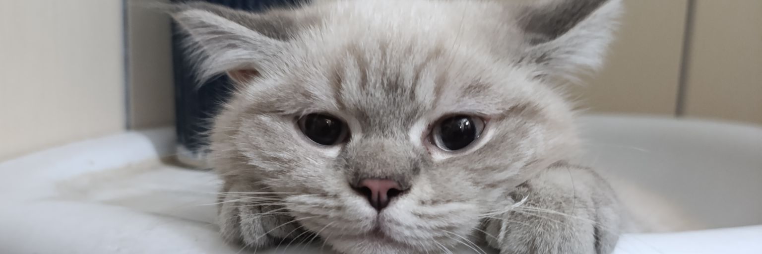 holydoquen's profile banner image