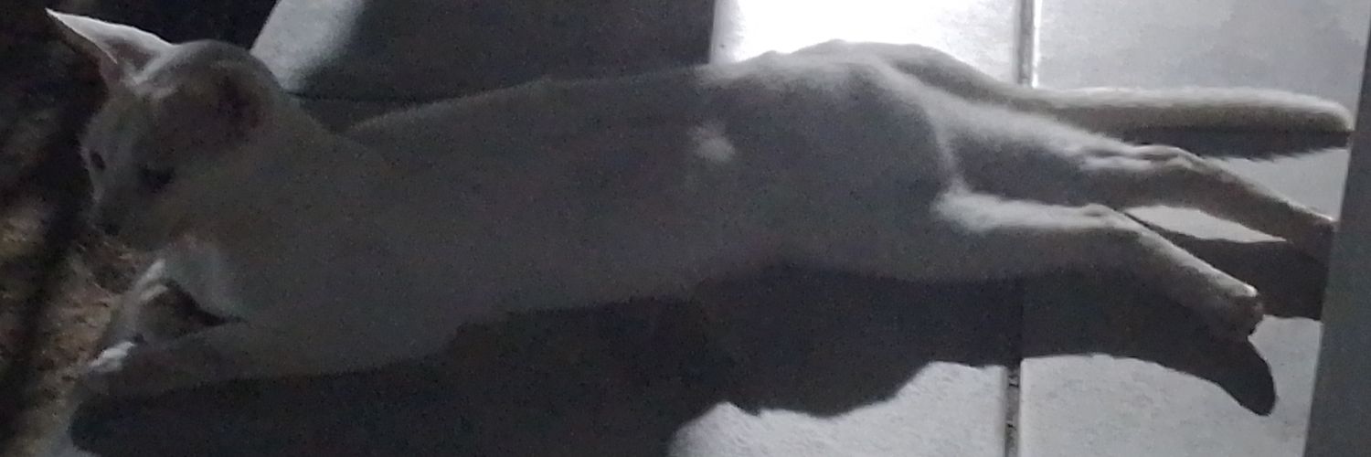 WilliamWZeppeli's profile banner image