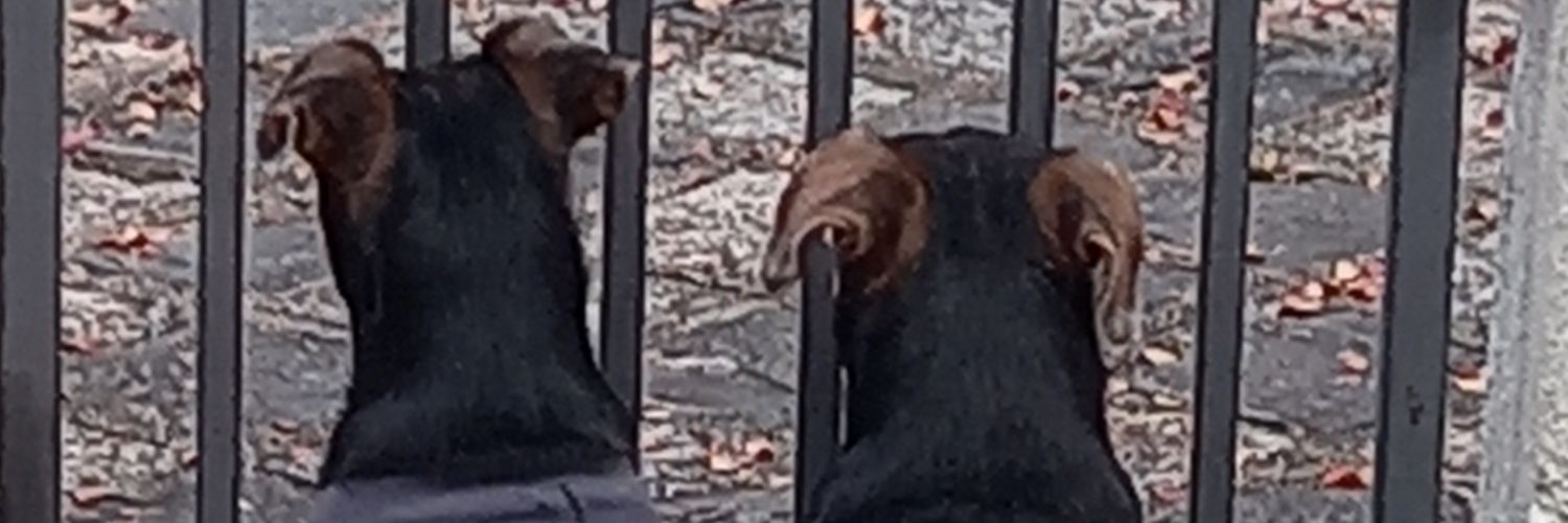 Lucia Chueire banner