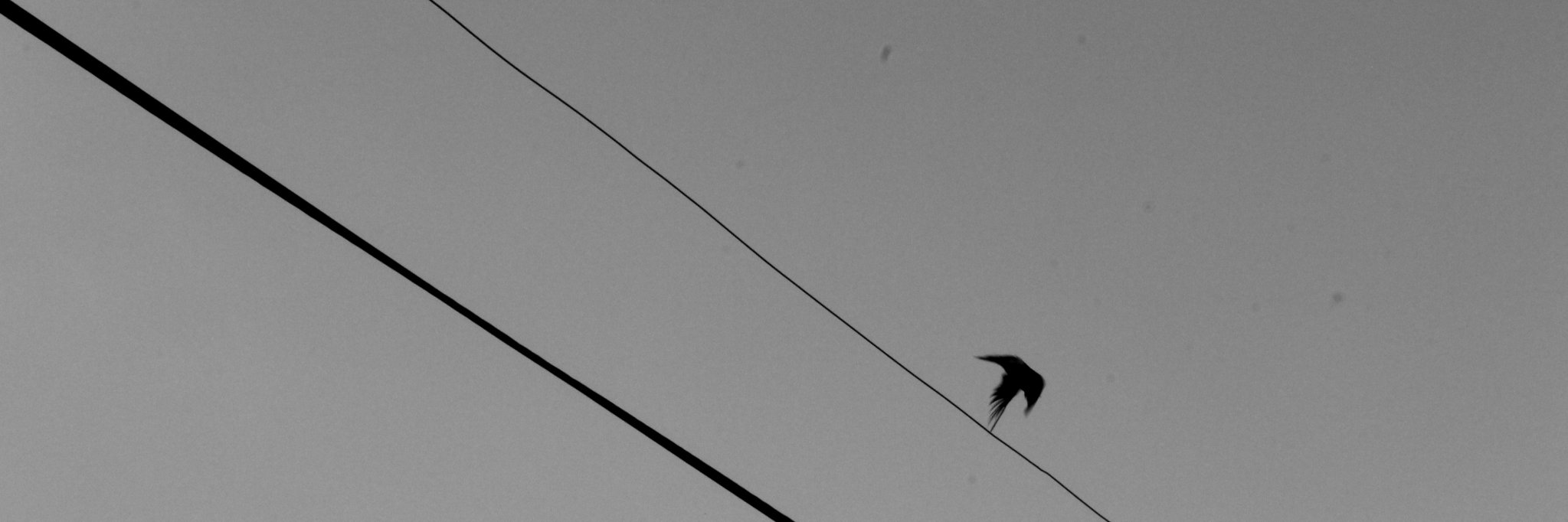 AcesSparrow's profile banner image