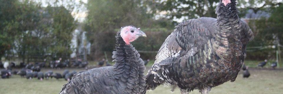 johnwturkeys's profile banner image