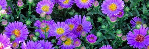 PortsmouthPatch Profile Banner