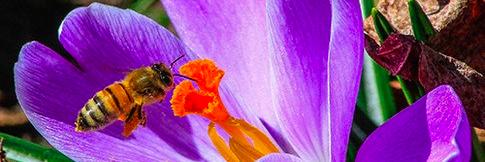 Middletown RI Patch banner