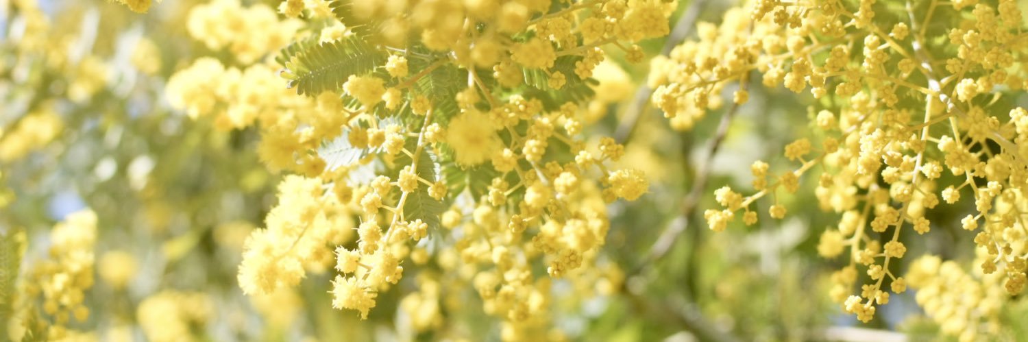 みい banner
