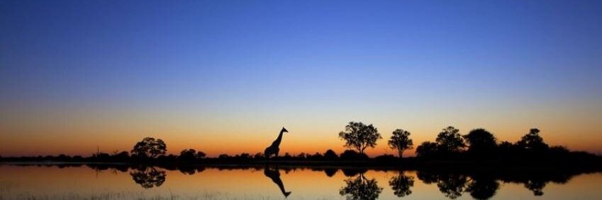 Giraphie's profile banner image