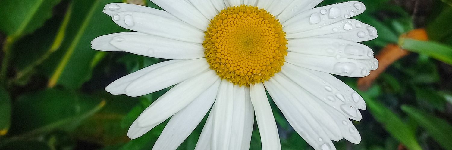 johanacarolina_'s profile banner image
