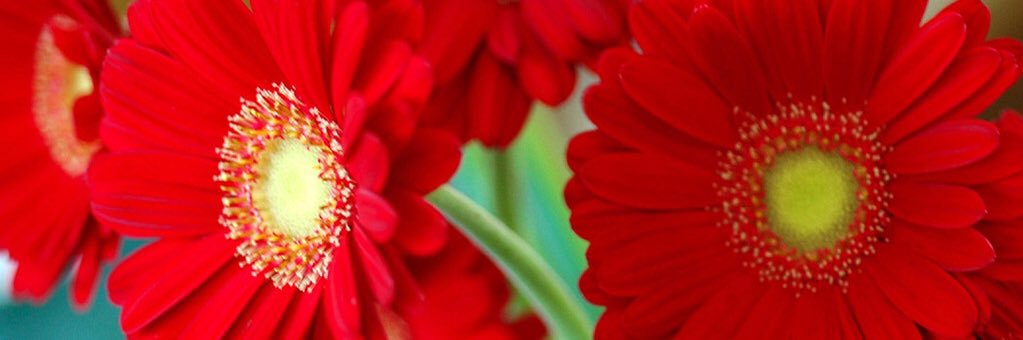 sweet_SYDNEY's profile banner image
