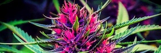 BudStone420's profile banner image