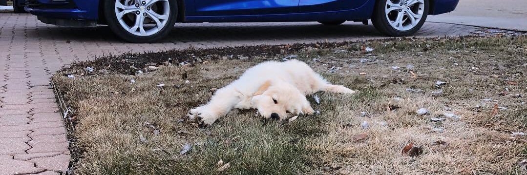 Blondielarson's profile banner image