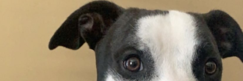 _hennykravitz's profile banner image