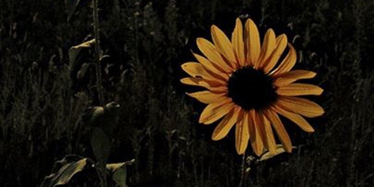 niccisnotes's profile banner image