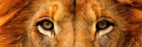 stephvice's profile banner image