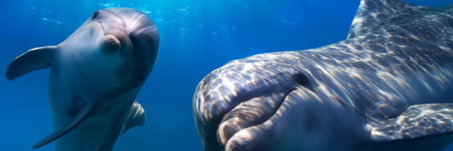 Cetacean Inspiration banner