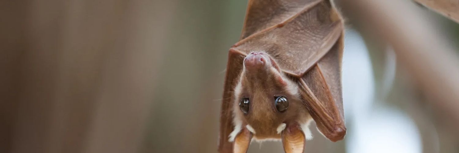 DraculaBryt's profile banner image