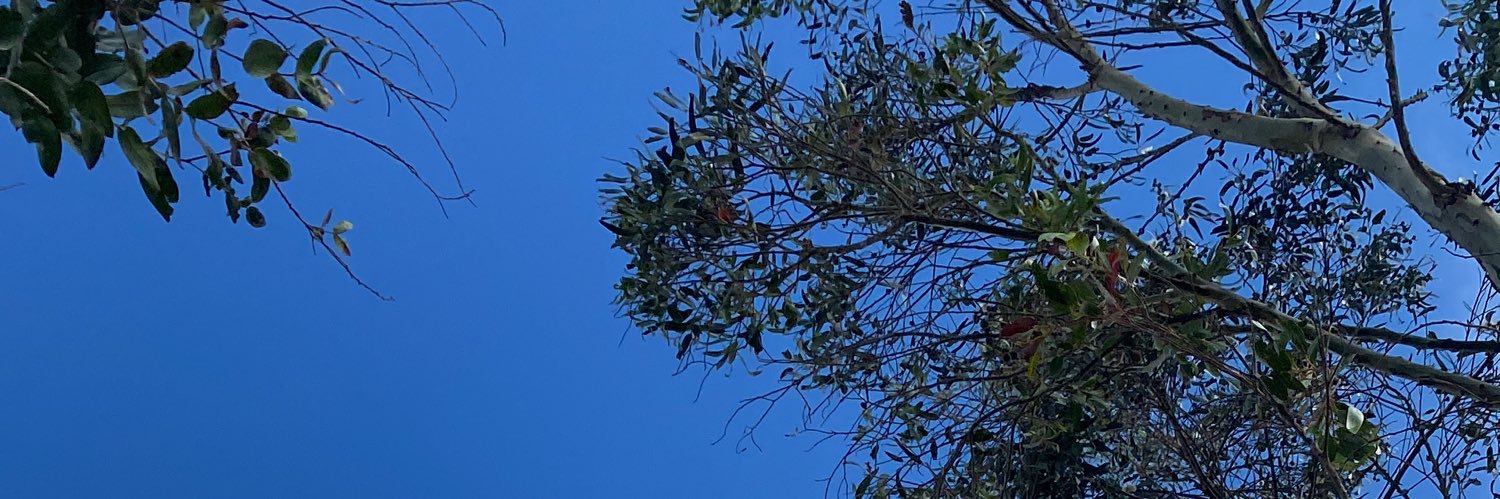 AzulaDeBerk's profile banner image