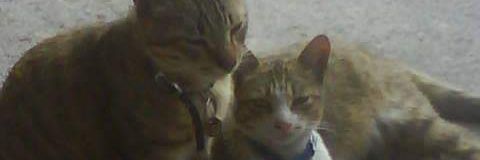 bb85010636's profile banner image