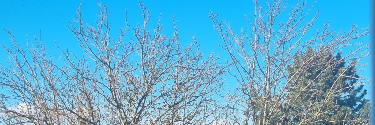 ElsapethKnows 🐾🏴󠁧󠁢󠁥󠁮󠁧󠁿🌞 banner