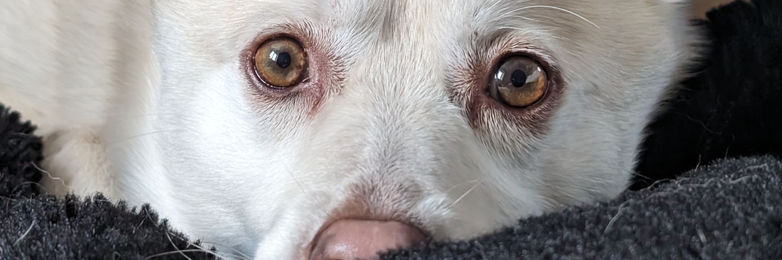 leewhillians's profile banner image