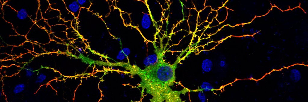 Busra P Yucel banner