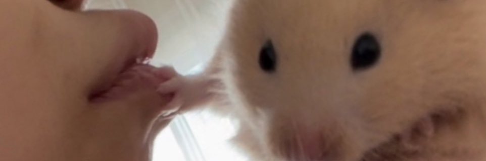 🐹 banner