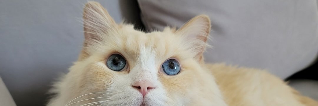 AndyMahnFL's profile banner image