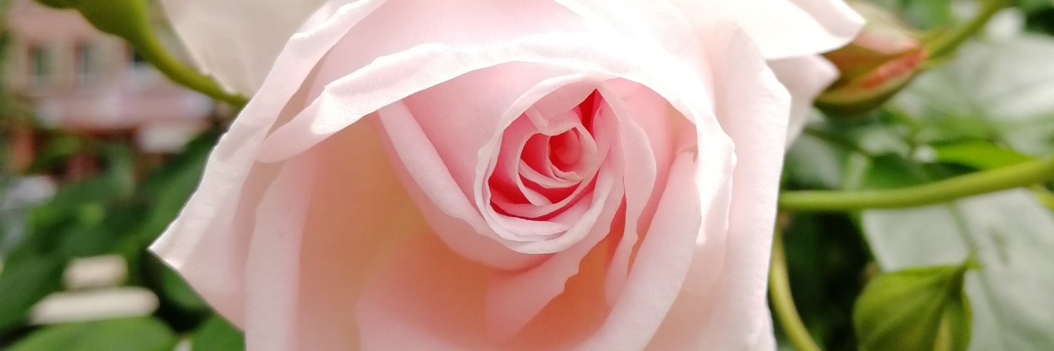 Wal05443393Anne's profile banner image