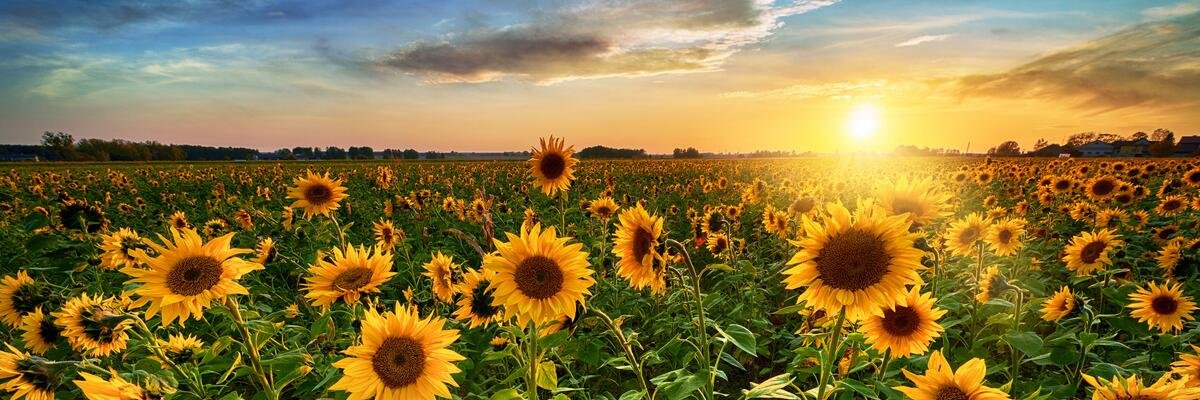 Sunflower banner