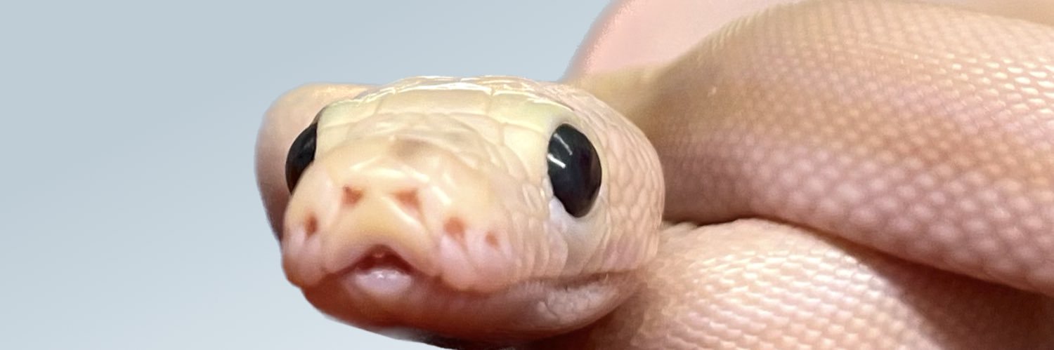 Cold Blooded Coils banner