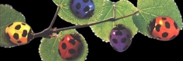 rudyklown Profile Banner