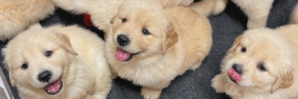 meatballsubb_ Profile Banner