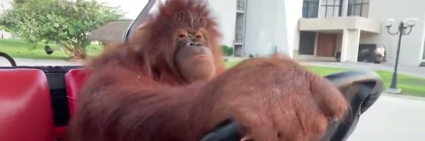 gingrjoke2 Profile Banner