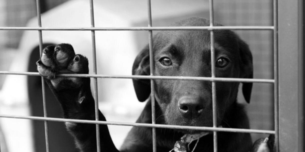 adoptamascota's profile banner image