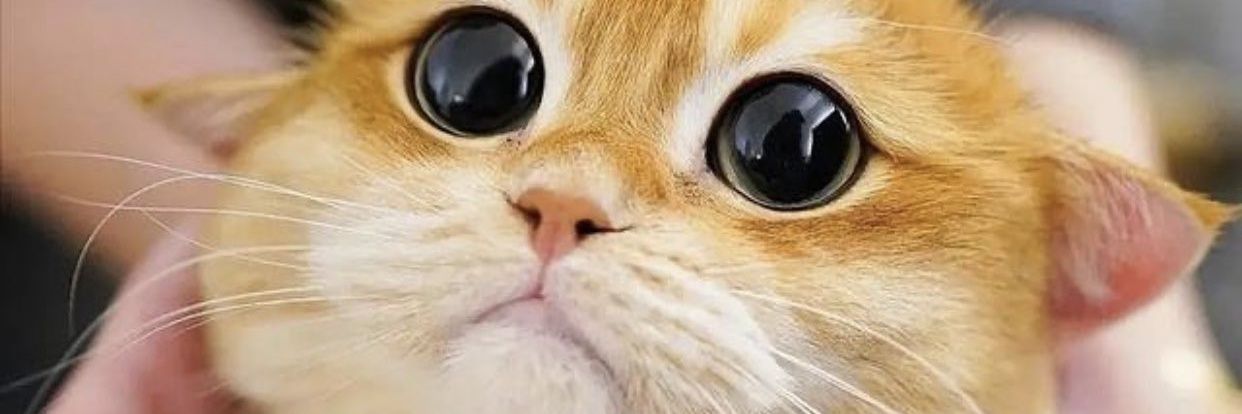 ChanvilayPhich1's profile banner image