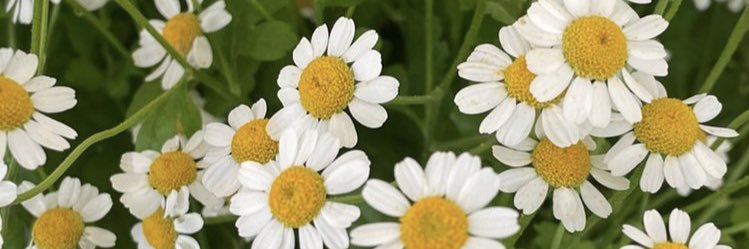 mycahfacelo's profile banner image