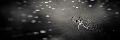 soceigonelle815's profile banner image