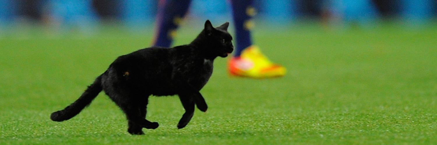 gata negra banner