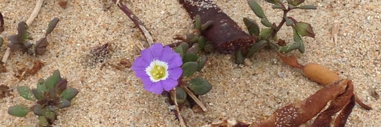 Ąlyson🌹🇨🇱🍉🍅 banner