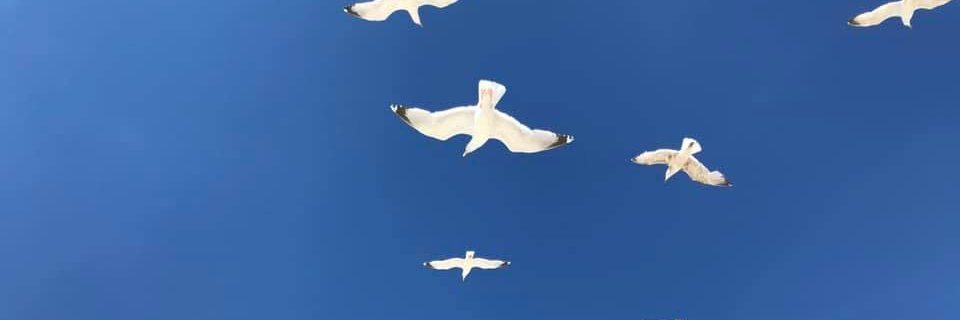 Martine Arlabosse banner