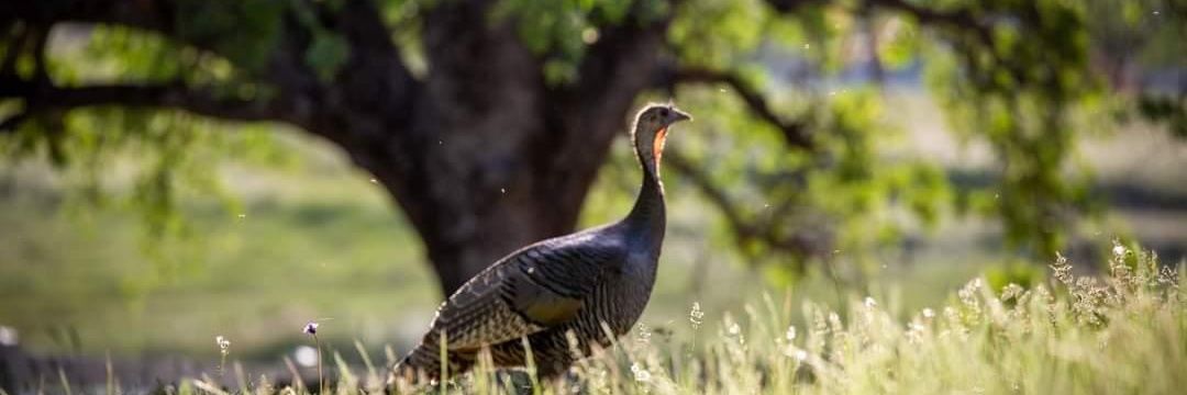 🐎Lady🗽Di🦎 banner