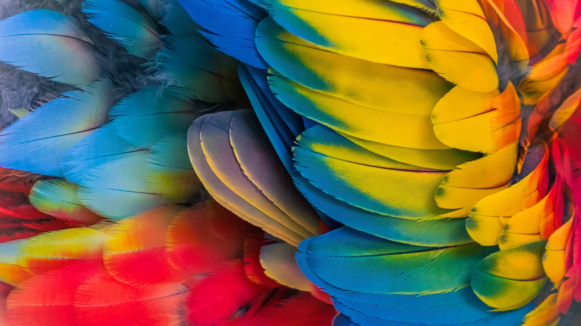 Concepdasilva's profile banner image
